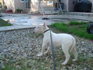 MiniatureBullTerriersForSaleinLosAngeles